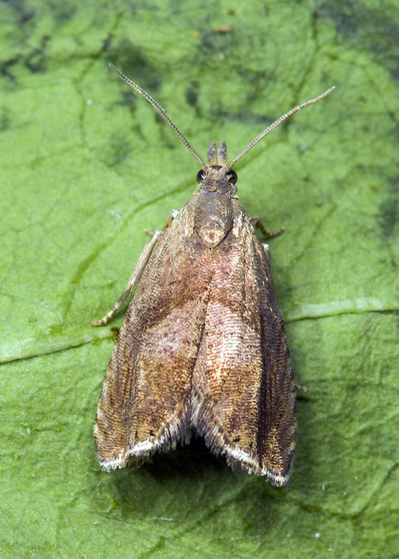 Tortricidae: Dichrorampha acuminatana (cfr)